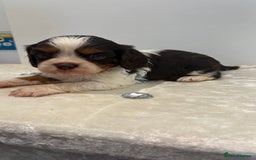 Cavalier King Charles Spaniel dogs for sale: BOYS chocolate cavaliers 🐶🍫 - Image 3