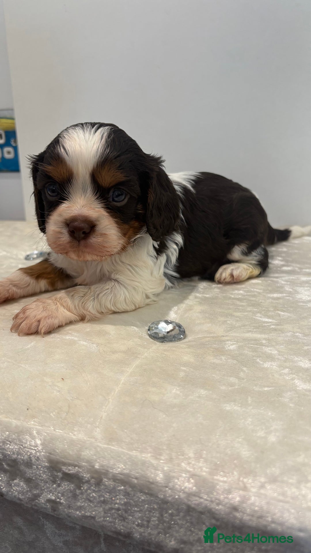 Cavalier King Charles Spaniel dogs for sale: BOYS chocolate cavaliers 🐶🍫 - Image 3
