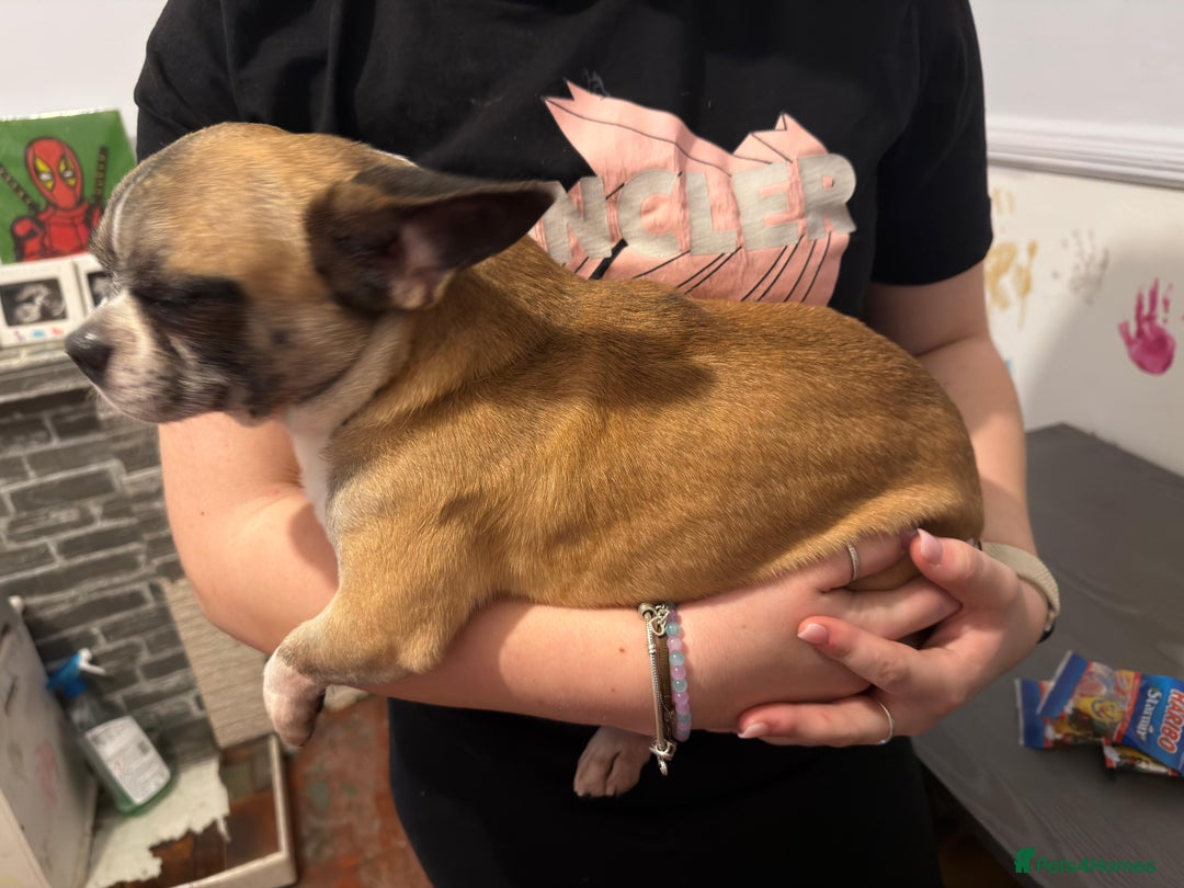 Mixed Breed dogs for sale: Males fenchie chihuahua x2 female chihuahua  - Image 3