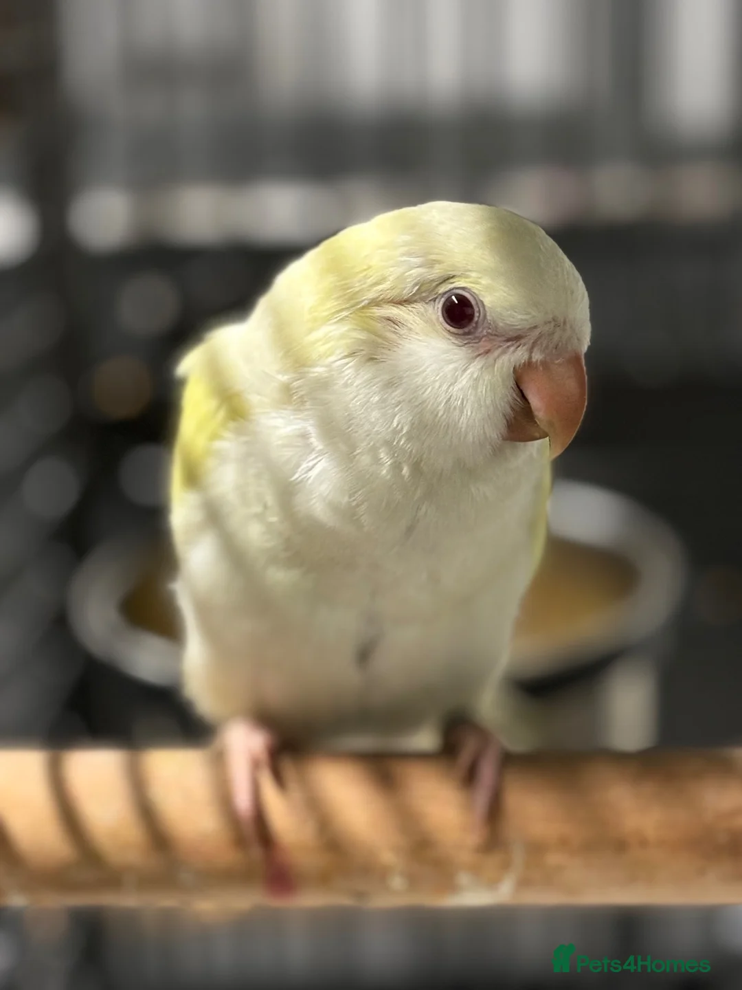 Parrots birds for sale: GORGEOUS HANDREARED QUAKERS  - Advert 5