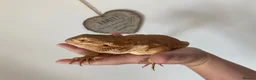 Bearded Dragon reptiles for sale: Bearded dragon and full enclosure for sale - Advert 6