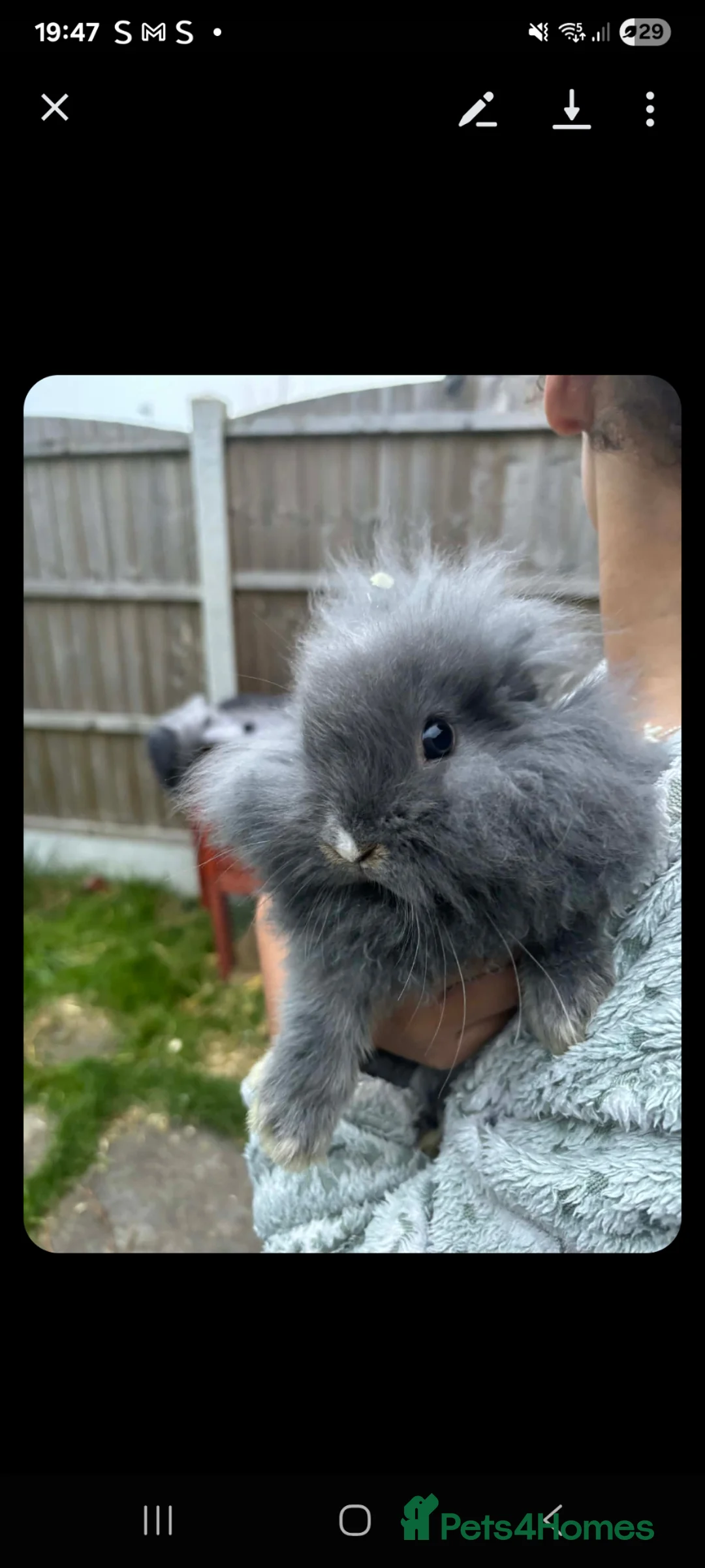 Mini Lion Lop rabbits for sale: Baby rabbits  - Advert 1