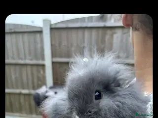 Mini Lion Lop rabbits Baby rabbits - Advert 14