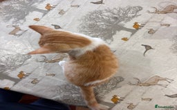 British Shorthair cats for sale: Male ginger and white kitten  - Image 4