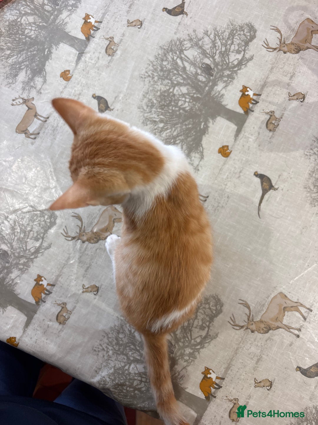 British Shorthair cats for sale: Male ginger and white kitten  - Image 4
