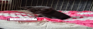Mixed Breed Kitten 4