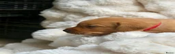 Labrador Retriever dogs for sale: Fox Red KC Registered Labrador Puppies🐾 in London - Advert 18
