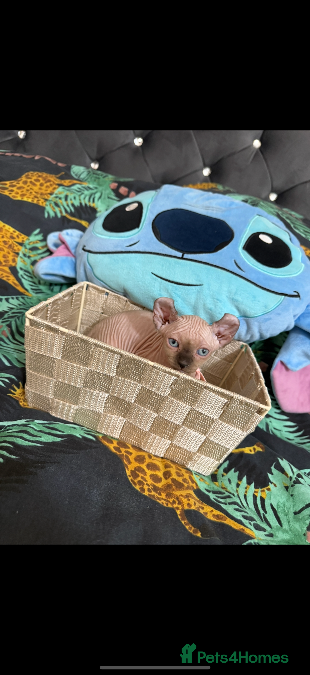 Sphynx cats for sale: Bald, bold elf blue eyes kittens  - Image 28