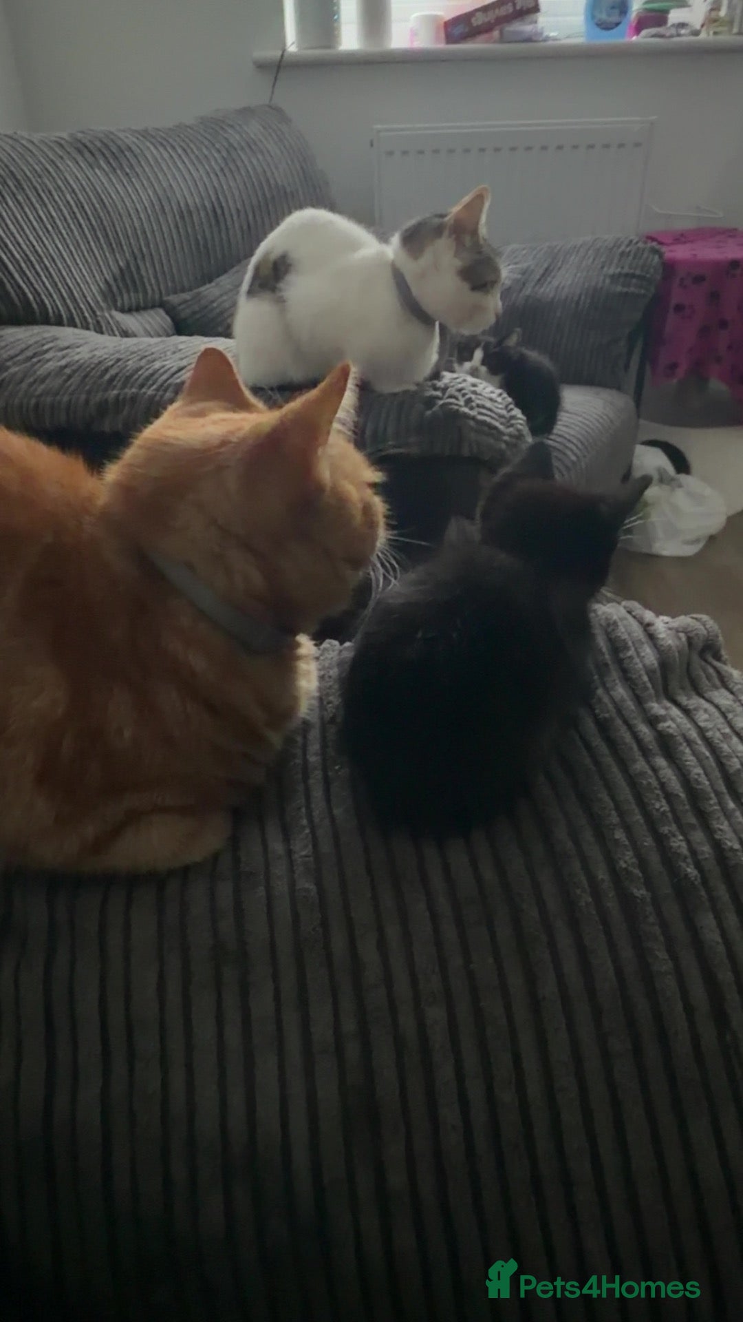Mixed Breed cats Kittens for sale  - Advert 3