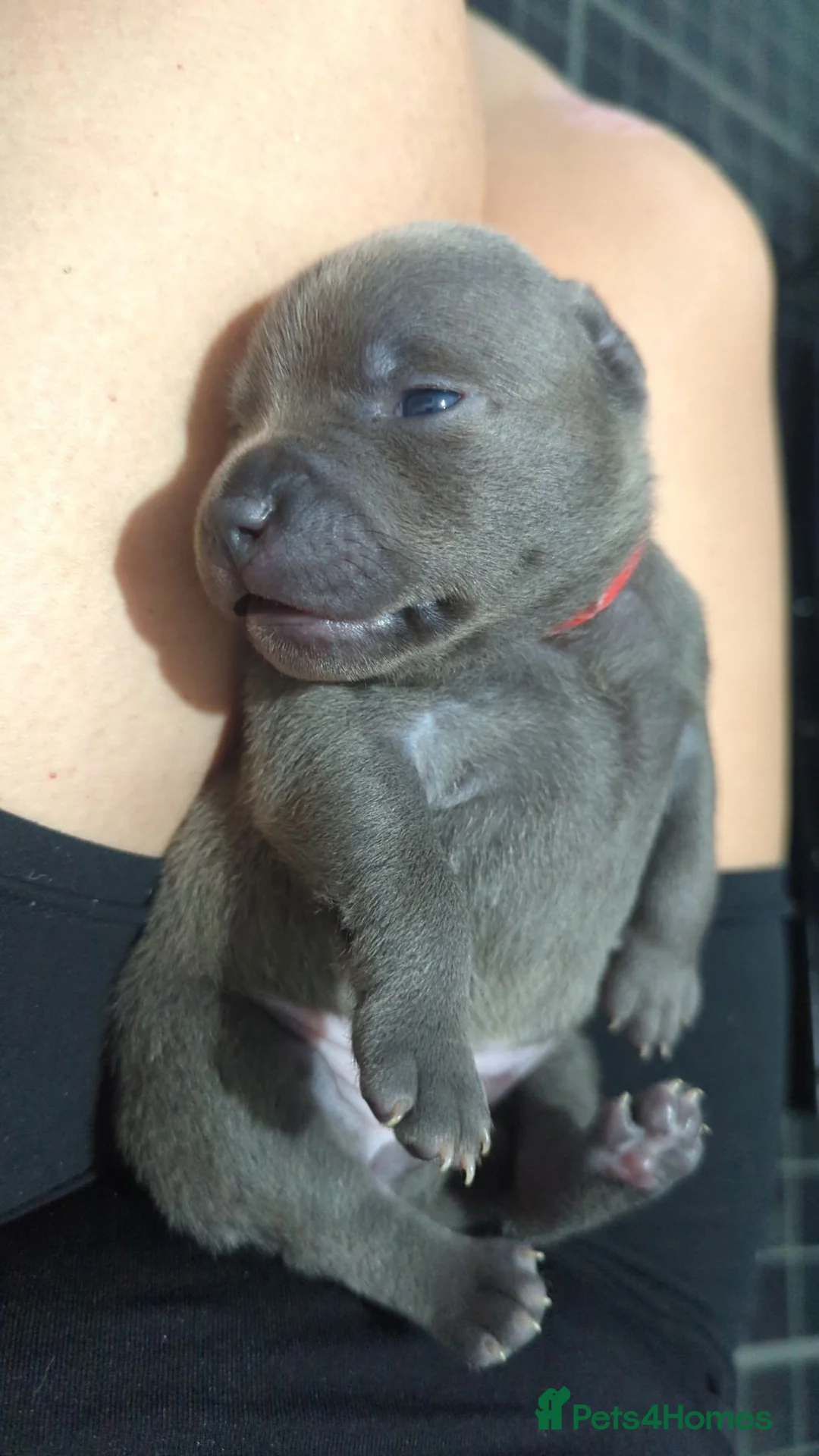 Staffordshire Bull Terrier dogs for sale: Kc blue Staffordshire bull terrier puppies  - Advert 2