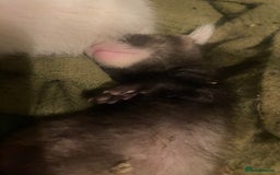 Ferret rodents for sale: Ferrets - Image 9