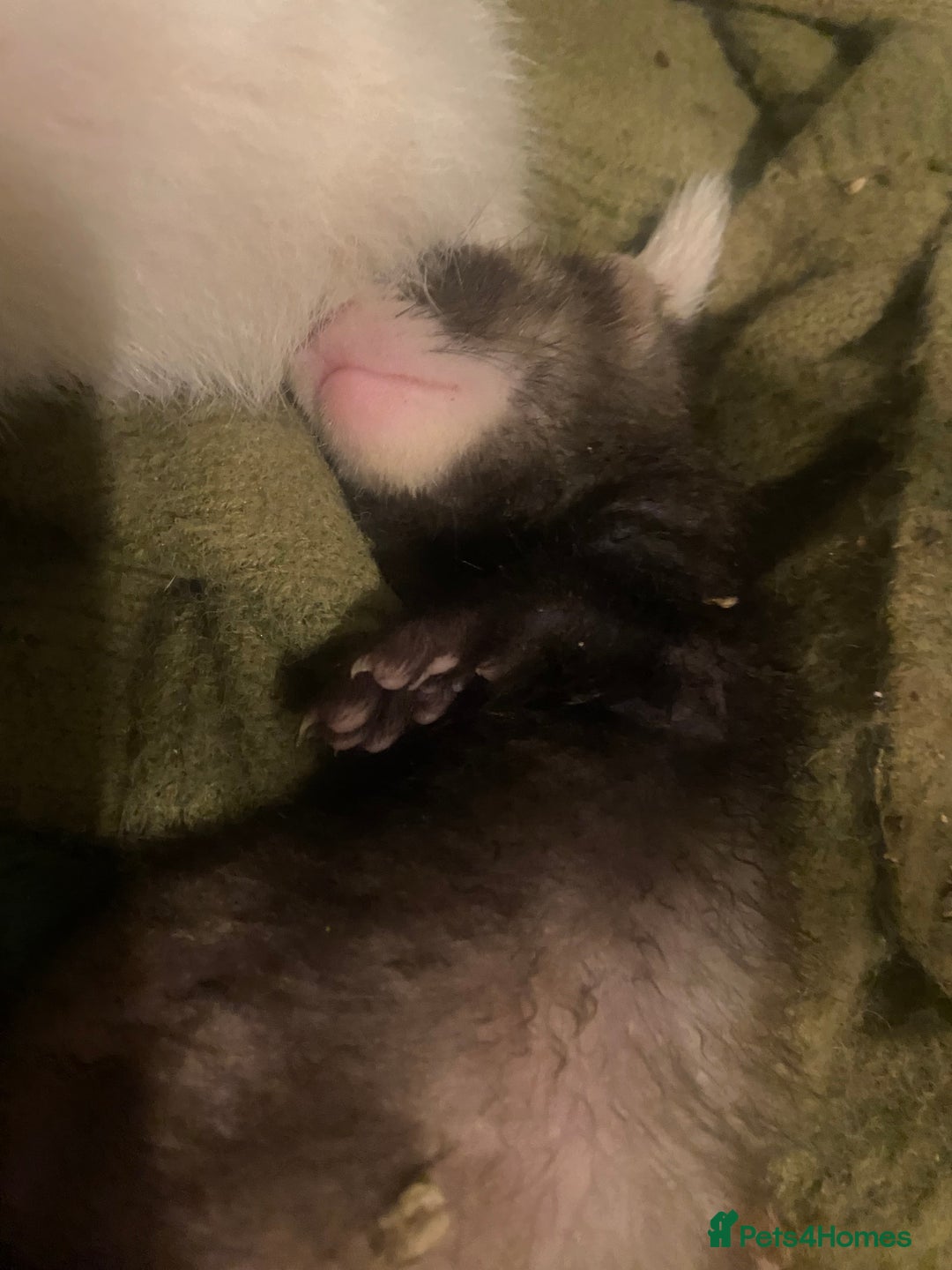 Ferret rodents for sale: Ferrets - Image 9