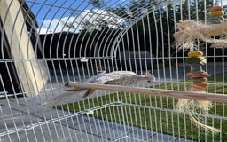 Cockatiels birds for sale: Pair of cockatiels with cage  - Image 3