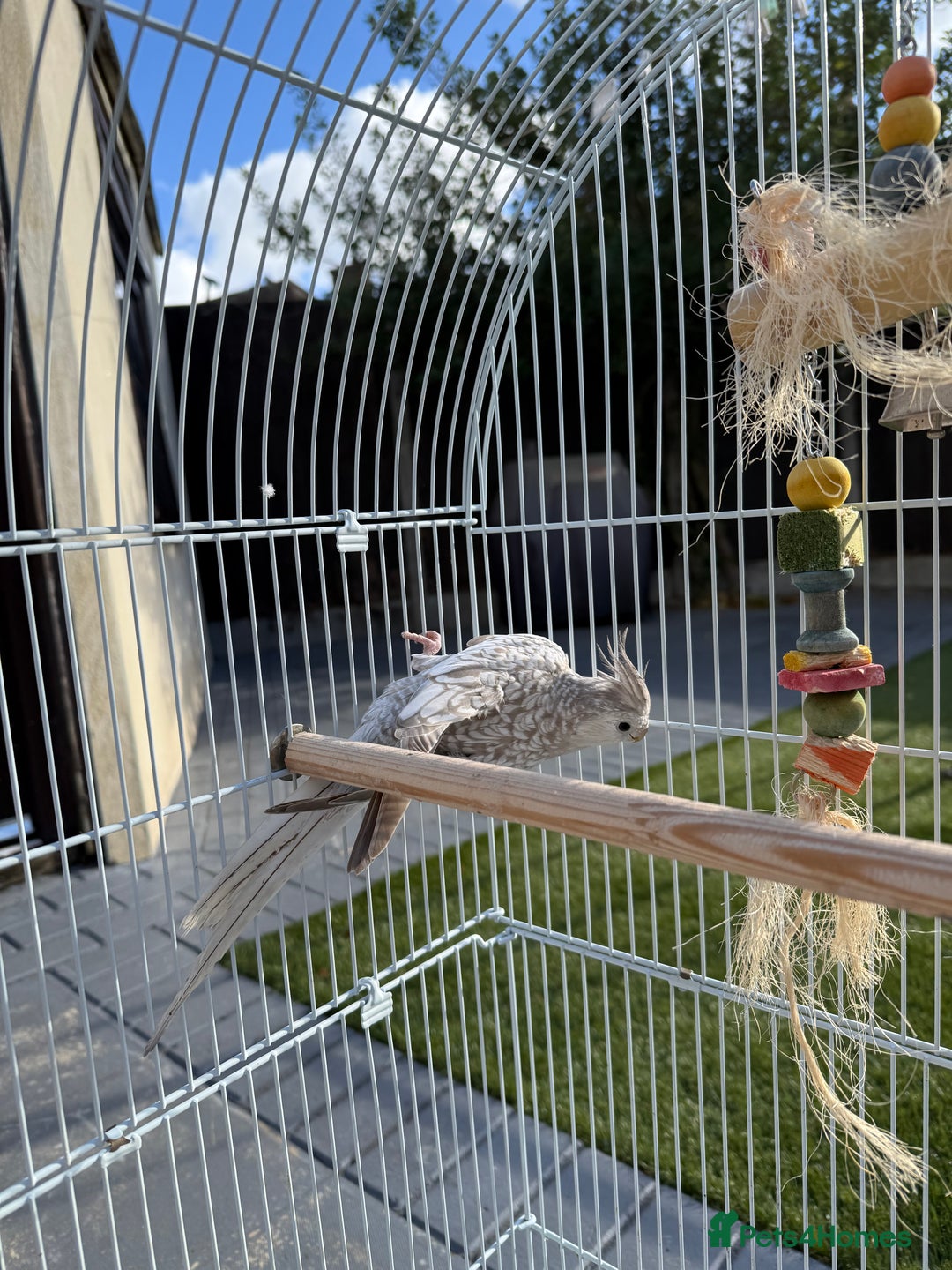 Cockatiels birds for sale: Pair of cockatiels with cage  - Image 3