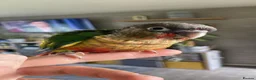 Conures birds for sale: Hand reared Green cheek Conures - Advert 5