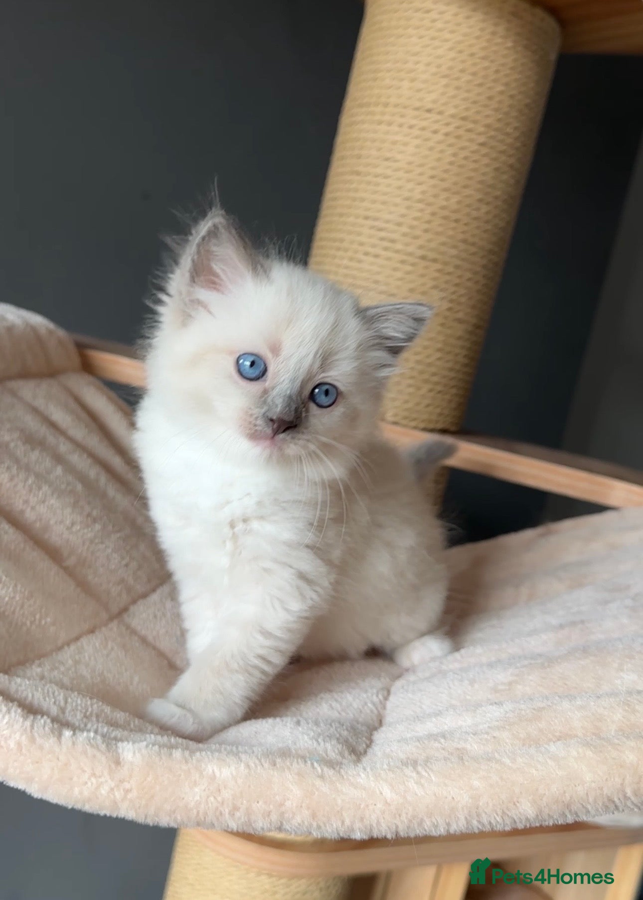 Ragdoll cats for sale: Ragdoll Kittens GCCF & Health Tested  - Advert 22