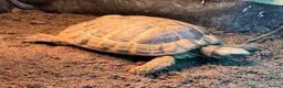 Hermann Tortoise reptiles for sale: Herman Tortoise and large tortoise table and Lamp - Advert 1