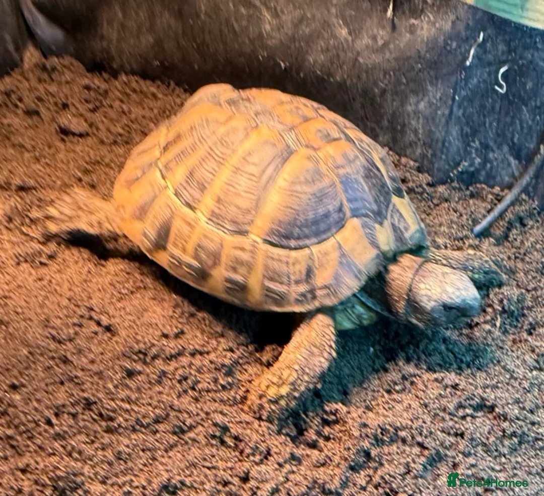 Hermann Tortoise reptiles for sale: Herman Tortoise and large tortoise table and Lamp - Advert 1