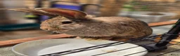 Continental Giant rabbits for sale: Stunning pure continental giants  - Advert 5