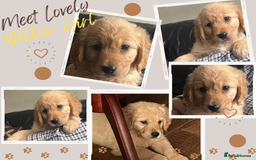 Golden Retriever dogs for sale: 🐾 Golden Retriever Puppies – Ready Now! 🐾 - Image 6
