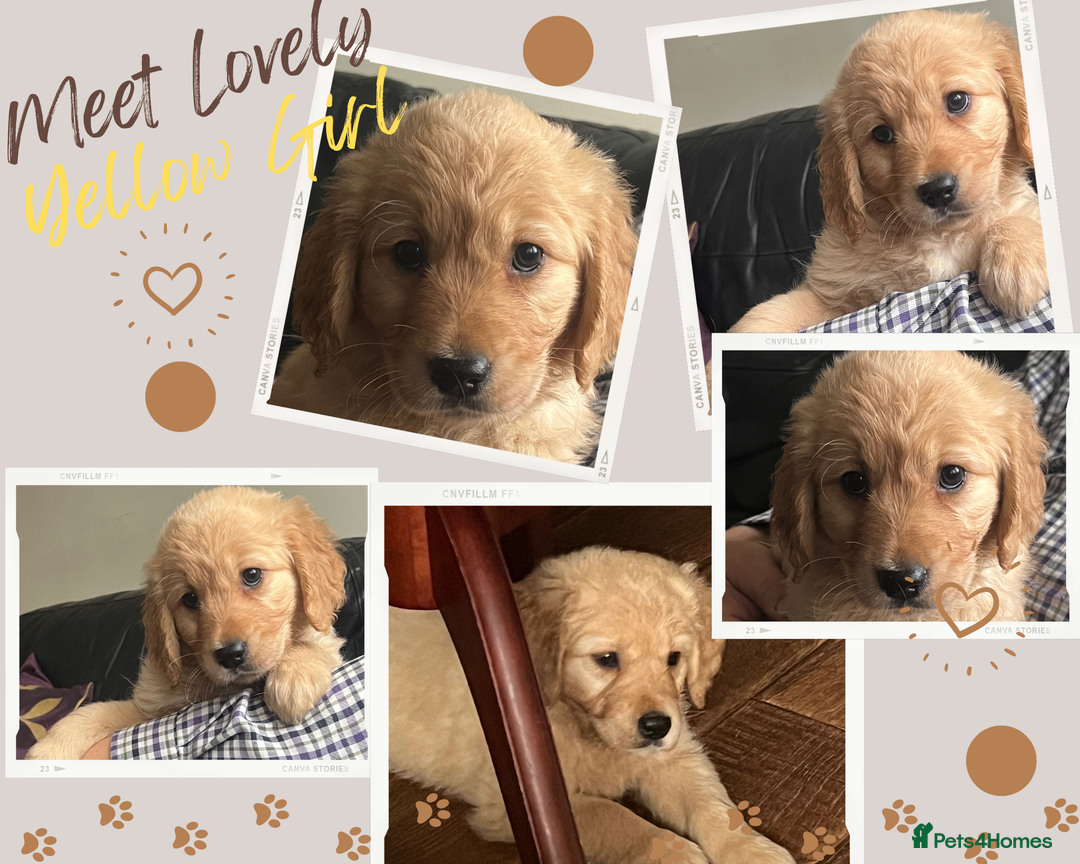 Golden Retriever dogs for sale: 🐾 Golden Retriever Puppies – Ready Now! 🐾 - Image 6