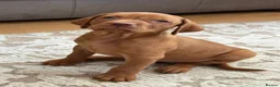Hungarian Vizsla dogs for sale: Remarkable KC registered Visla puppies  in Stockport - Advert 6