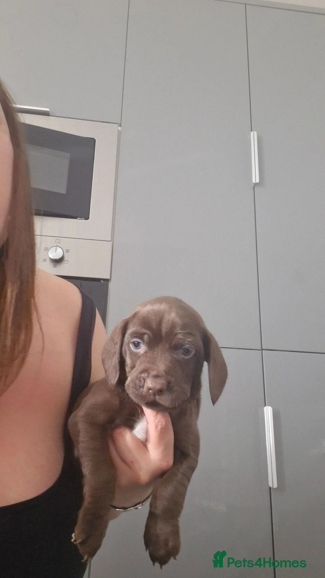 Mixed Breed dogs for sale: Puppies in Hartlepool - Advert 7
