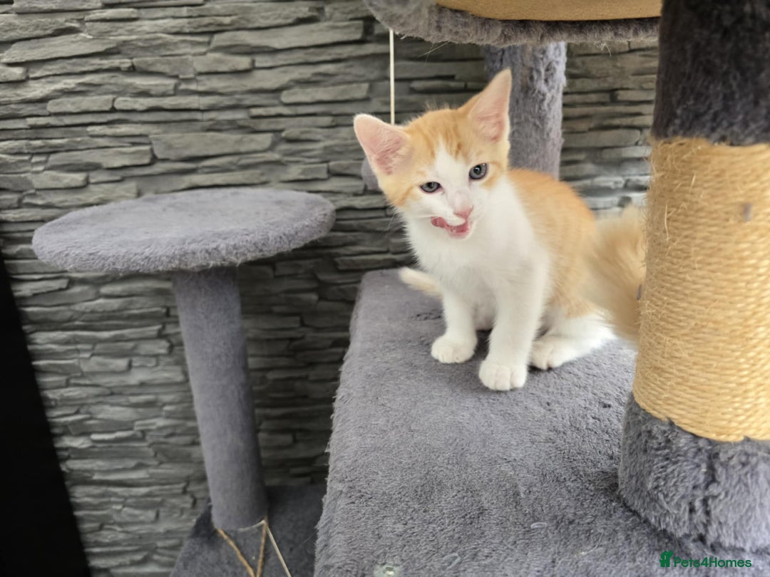 Mixed Breed cats for sale: Beautiful kittens - Image 15