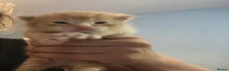 Mixed Breed cats for sale: Kittens - Advert 3