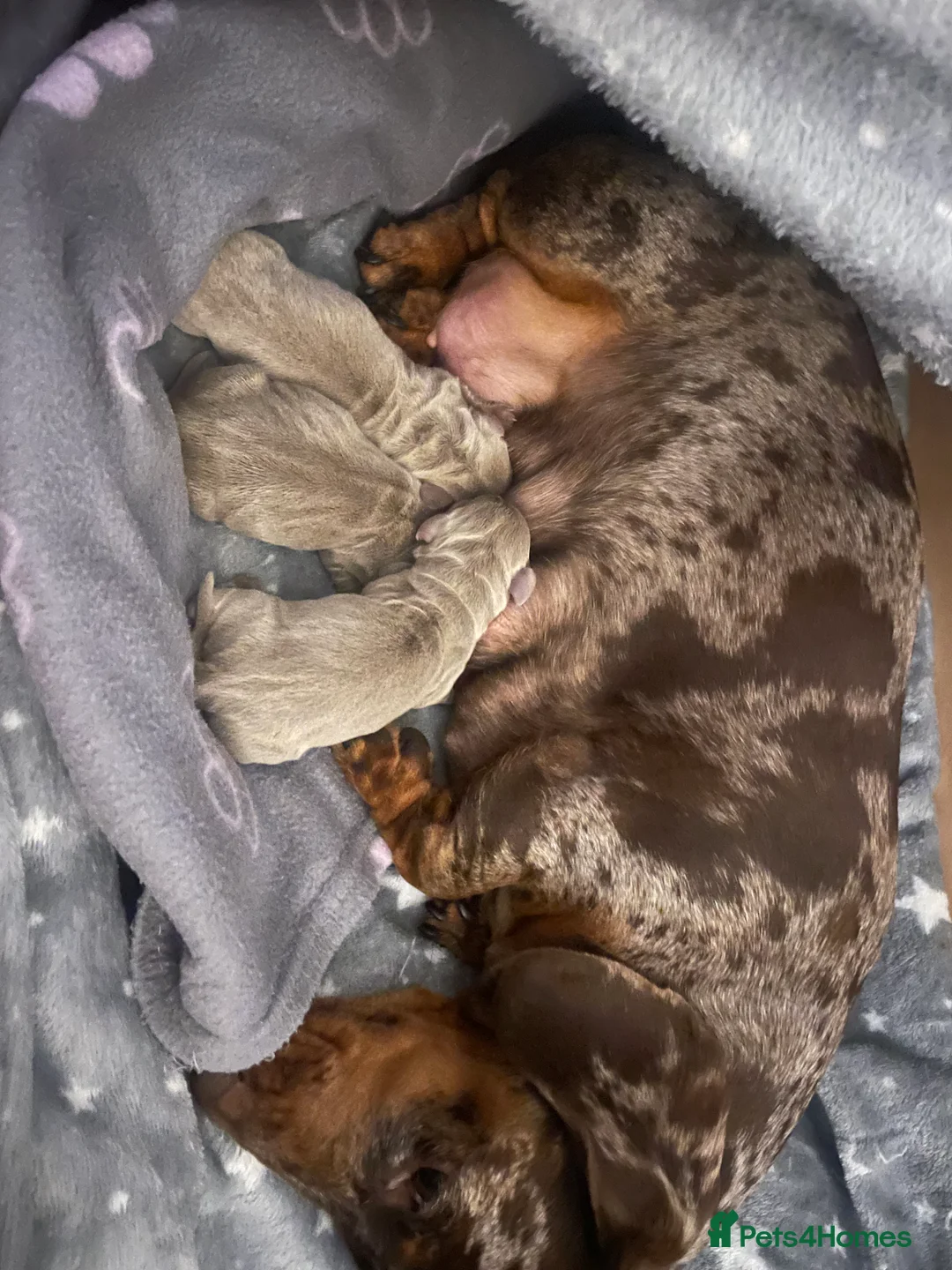 Miniature Dachshund dogs for sale: Stunning Isabella & Tan Litter  - Advert 3