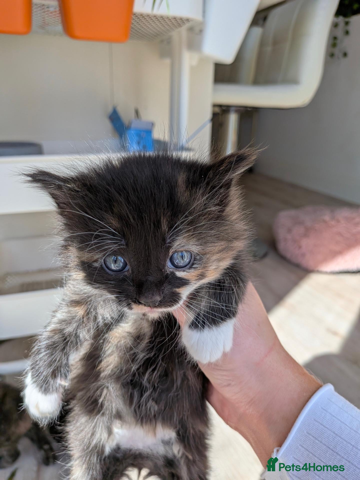 Mixed Breed cats *2 left* 4 STUNNING kittens for sale - Advert 10