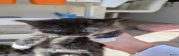 Mixed Breed cats for sale: *3 left* 4 STUNNING kittens for sale - Advert 12
