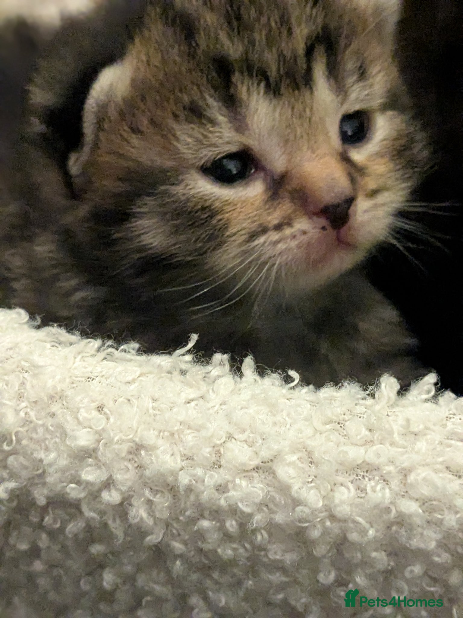 British Shorthair cats Mum & 5 babies - Advert 2