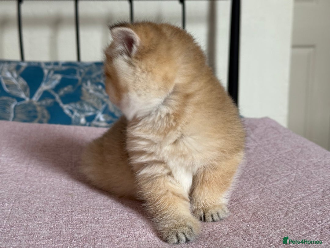 British Shorthair cats for sale: Champion line golden BSH - Image 18