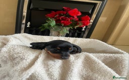Dachshund dogs for sale: 5 puppies for sale - Image 10