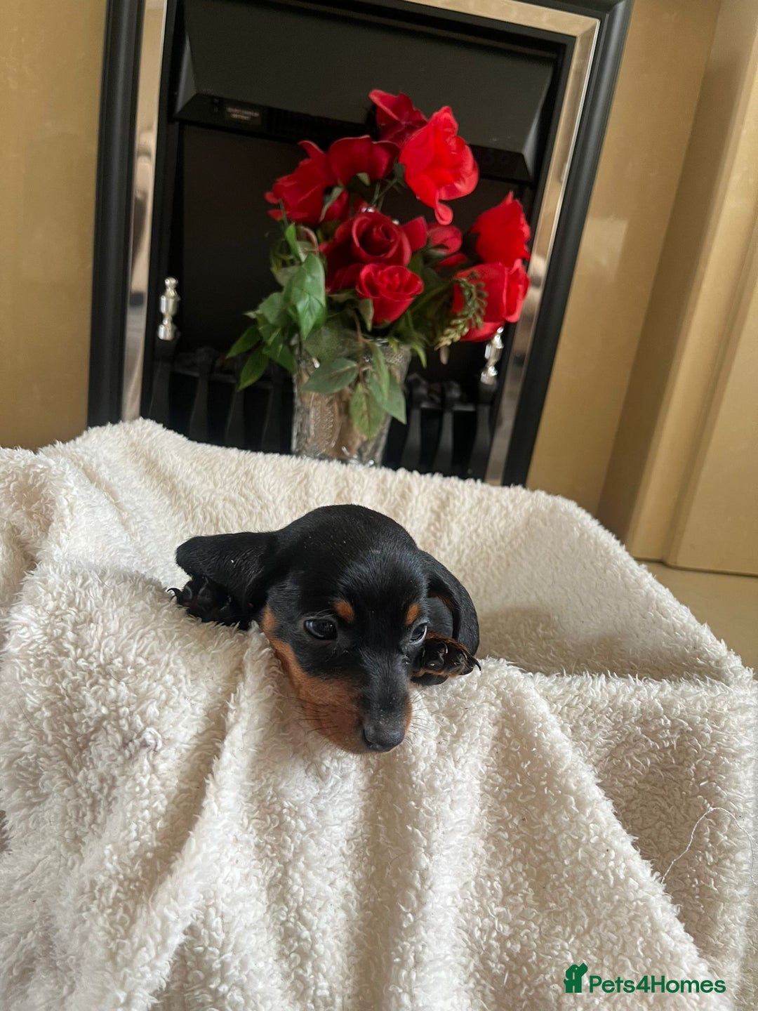 Dachshund dogs for sale: 5 puppies for sale - Image 10
