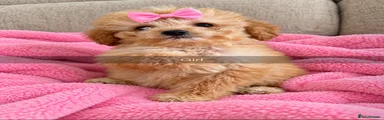 Toy Poodle 5