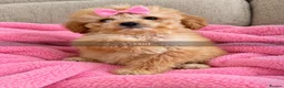 Toy Poodle dogs for sale: Toy poodle pups  - Advert 5
