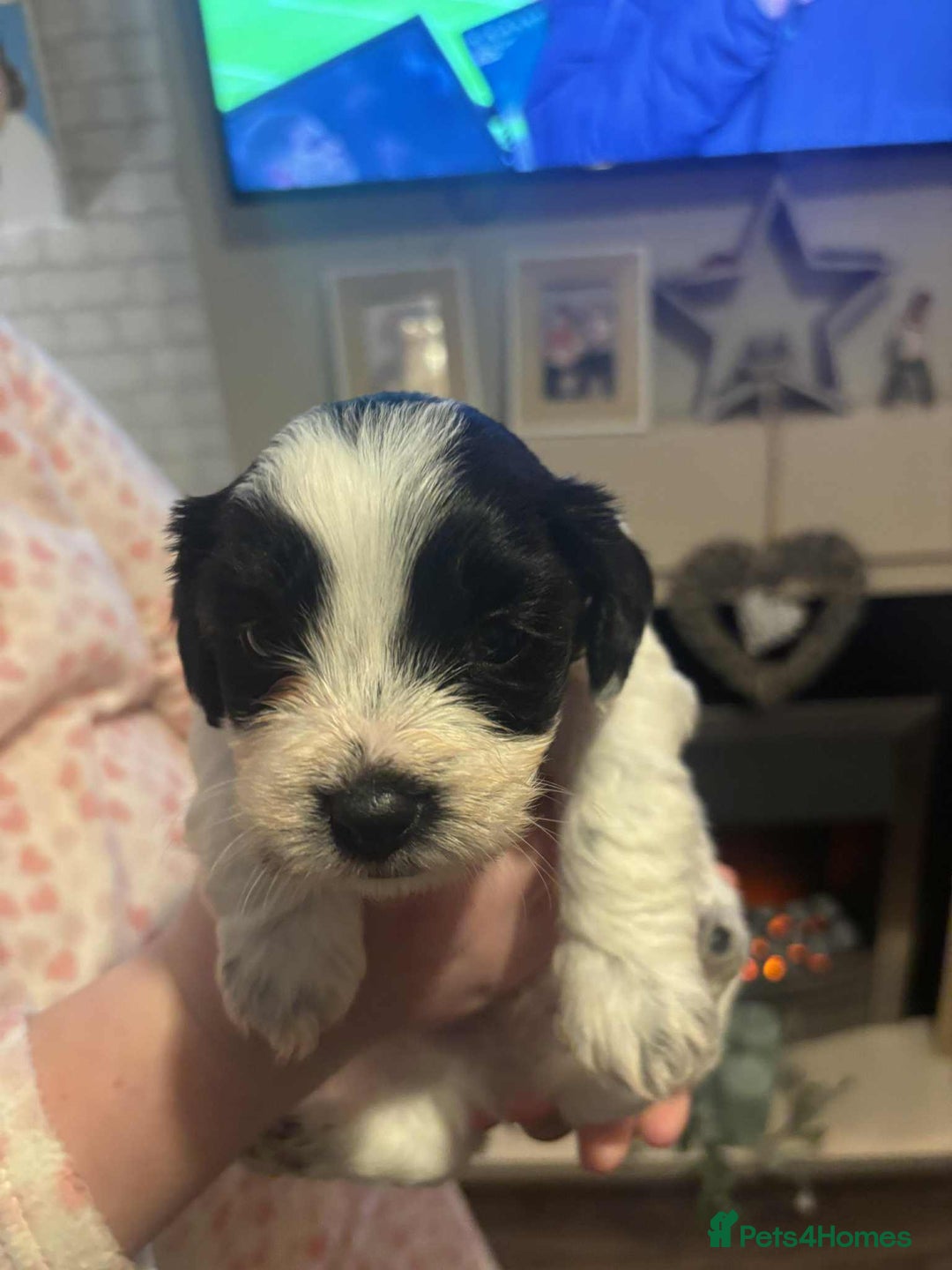 Mixed Breed dogs for sale: Cavachon x sprolli - Advert 8