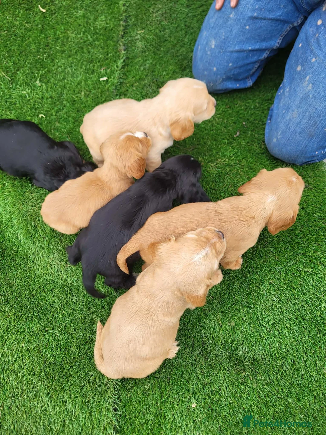 Cocker Spaniel dogs for sale: Cocker spaniel  - Advert 3