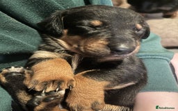 Mixed Breed dogs for sale: Dachshund crosss border collie - Image 6