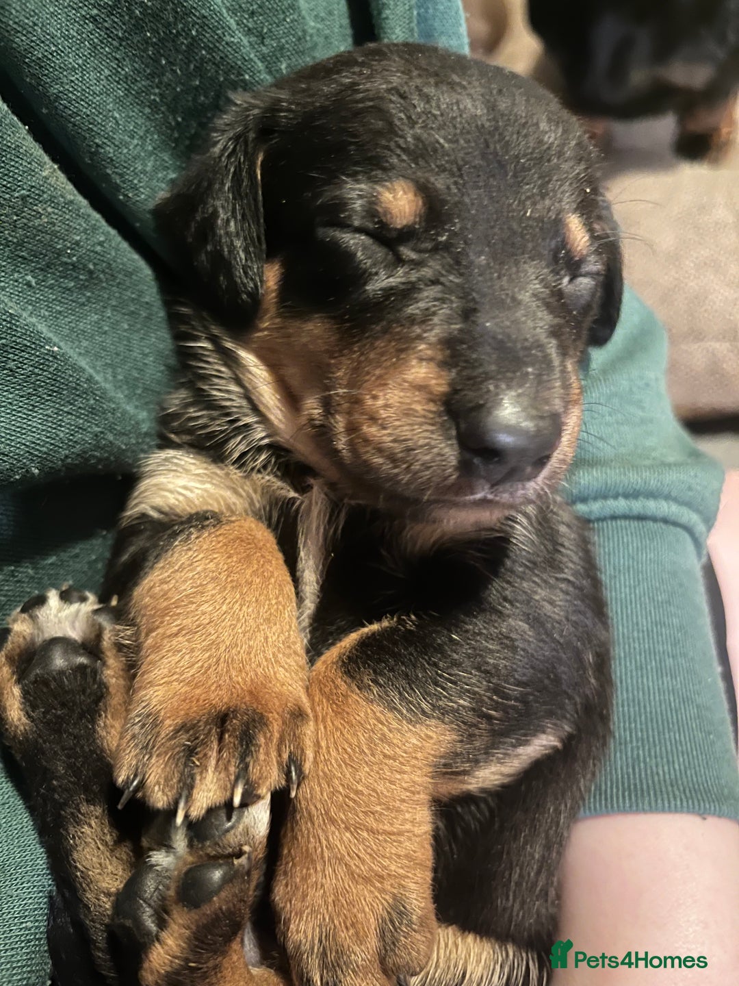 Mixed Breed dogs for sale: Dachshund crosss border collie - Image 6