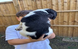 English Springer Spaniel dogs for sale: Gorgeous English Springer spaniel puppies - Image 17