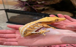 Gecko reptiles for sale: Beautiful Female Crested Geckos    - Image 14