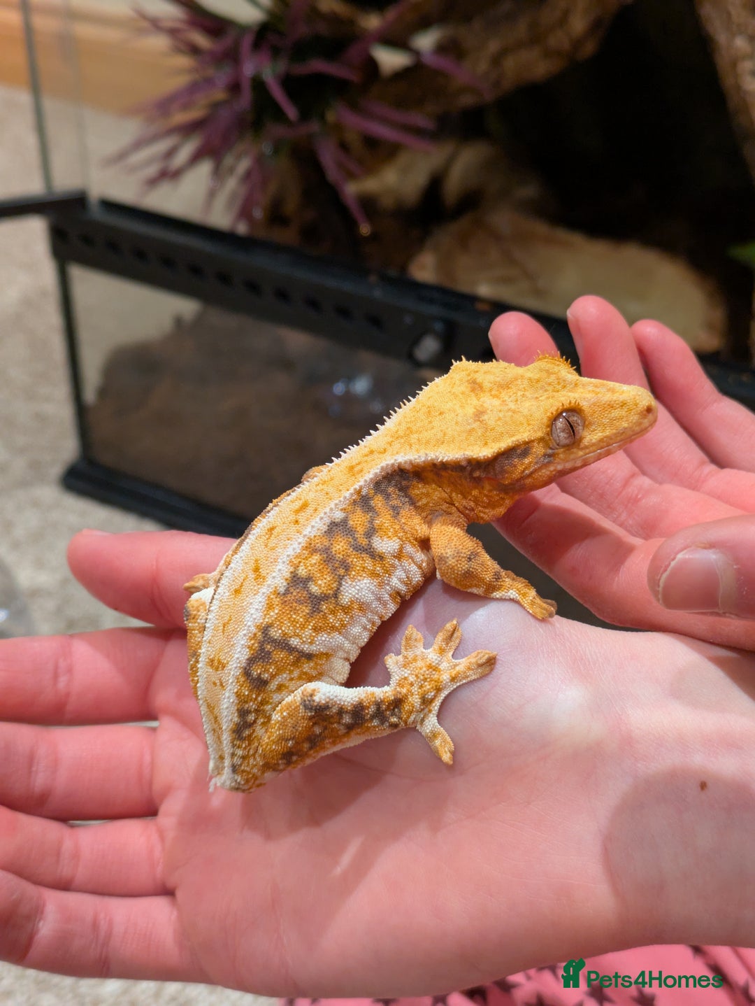 Gecko reptiles for sale: Beautiful Female Crested Geckos    - Image 14