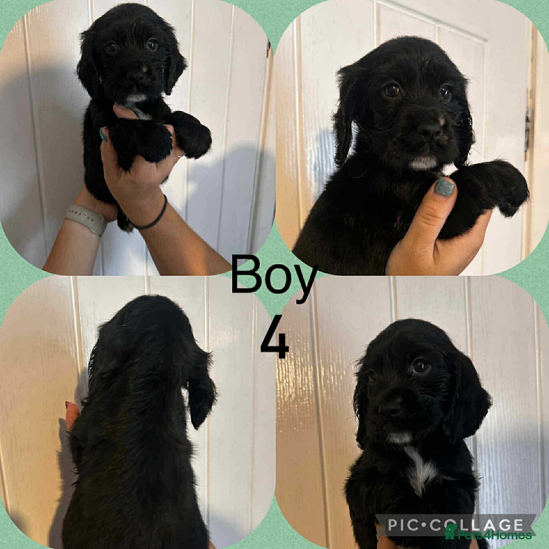Cocker Spaniel dogs for sale: Cocker spaniel puppies  - Image 5