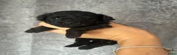 Toy Poodle dogs for sale: Exquisite Asian Toy Poodle  - Advert 4