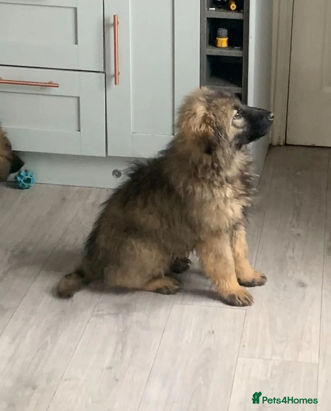 Mixed Breed dogs for sale: German shepherd x Caucasian shepherd puppies - Advert 2