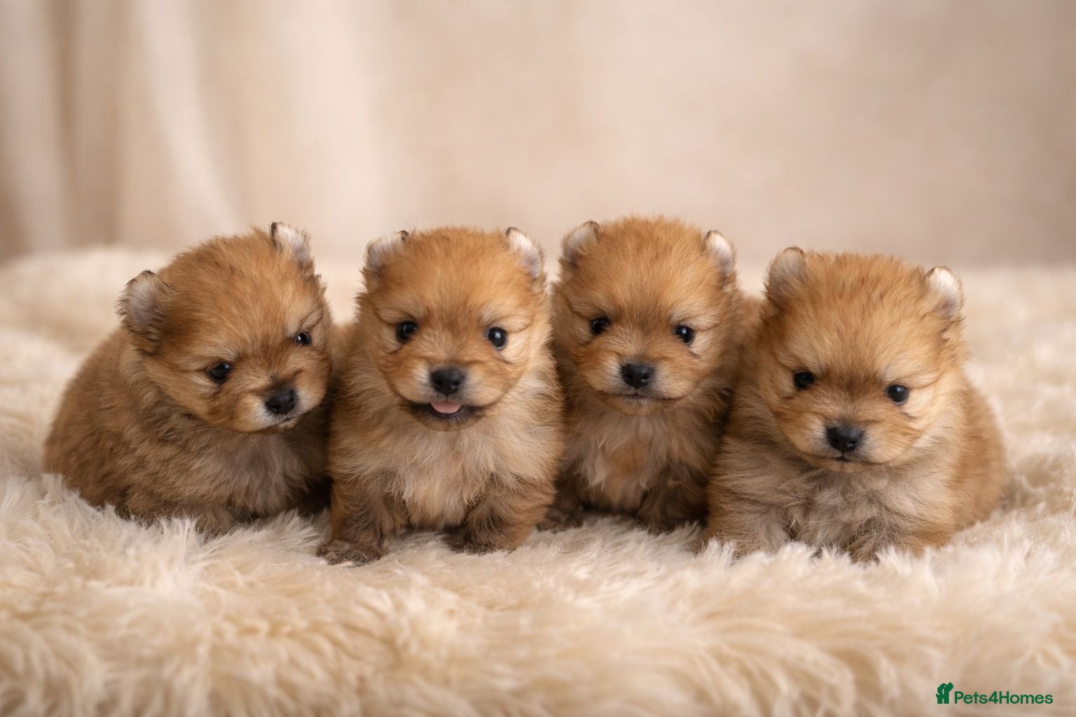 Pomeranian dogs Outstanding Pomeranians ready for reserve 💕  - Advert 1