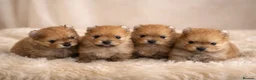 Pomeranian dogs for sale: Outstanding Pomeranians ready for reserve 💕  - Advert 1